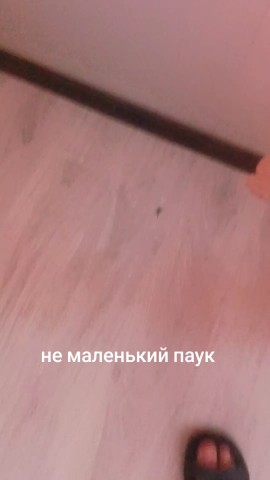 Looky_1719173186022 в LOOKY. . Паук
