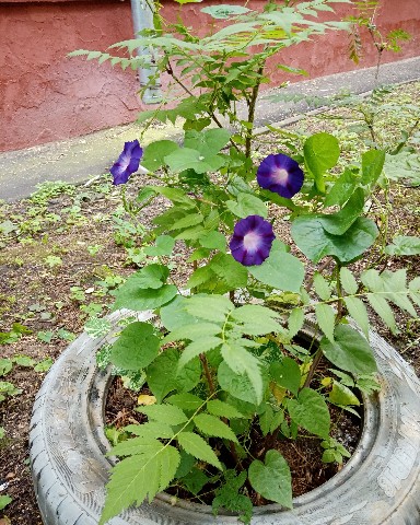 Irinaidvasyna в LOOKY. . [#мояпрелесть](мояпр...