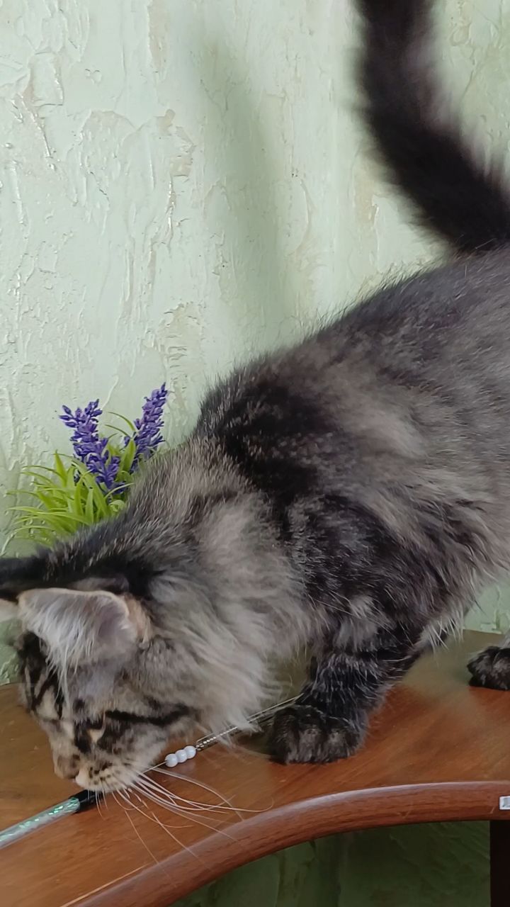 kot72_maine_coon в LOOKY. #мейнкун. #мейнкун
[#kot72_mai...