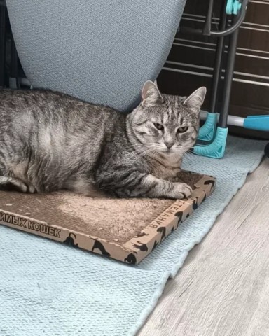 kogtedralka в LOOKY. #кошки,#котики,#котята,#прокошек,#когтеточки,#когтемания,#рекомендации,#актуальное,#важно,#cats,#питомцы,#животные,#круто,#супер,#номер1,#чудо,#интересно,#красота,#сегодня,#счастье,#любовь,#лучшаякогтеточка,#топ. ✅️"Покупаю постоянно...
