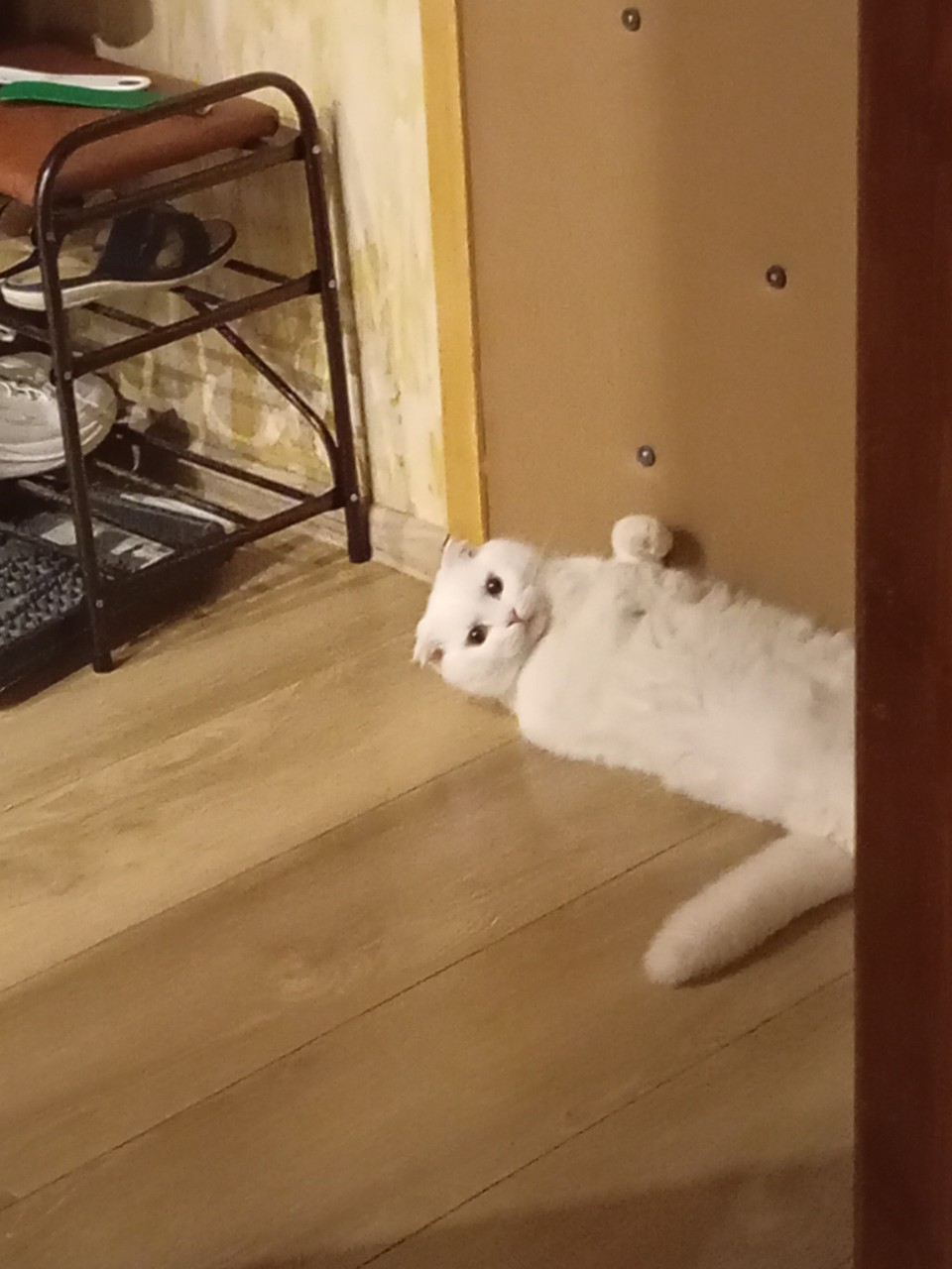 Кот Миша в LOOKY — Сосисончик