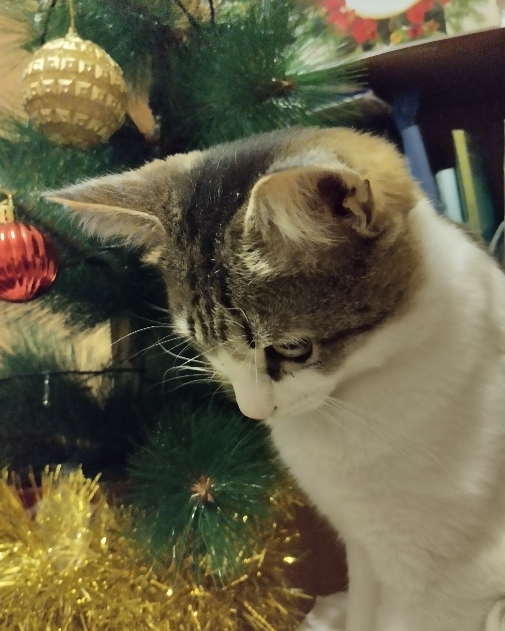 Кот Мурчик in LOOKY. . 