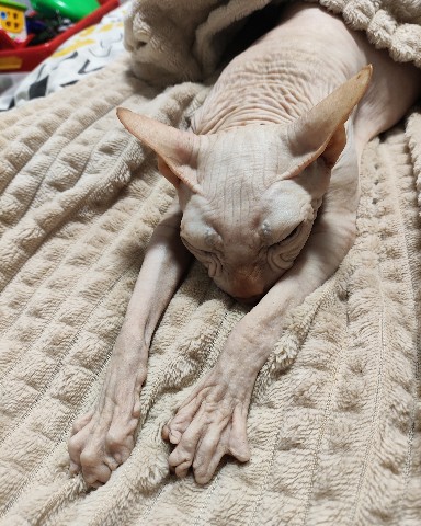 olegsockolov в LOOKY. . Кошачьи таски 
[#кош...