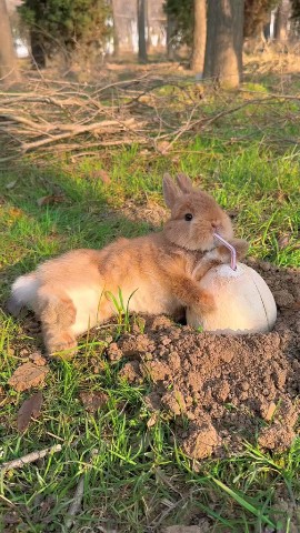 SoCute в LOOKY. #foryou,#rabbit,#cute,#socute,#animal,#exploer,#viral. #foryou #rabbit #cut...