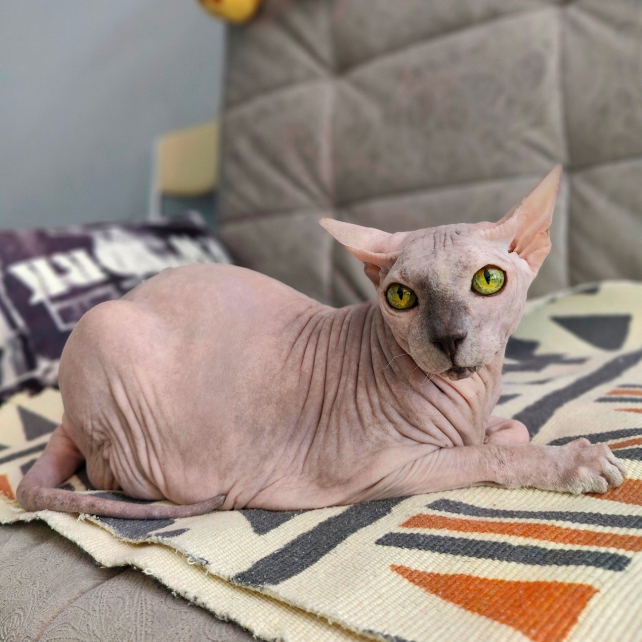 eva_sphynx_cat в LOOKY — фото 3
