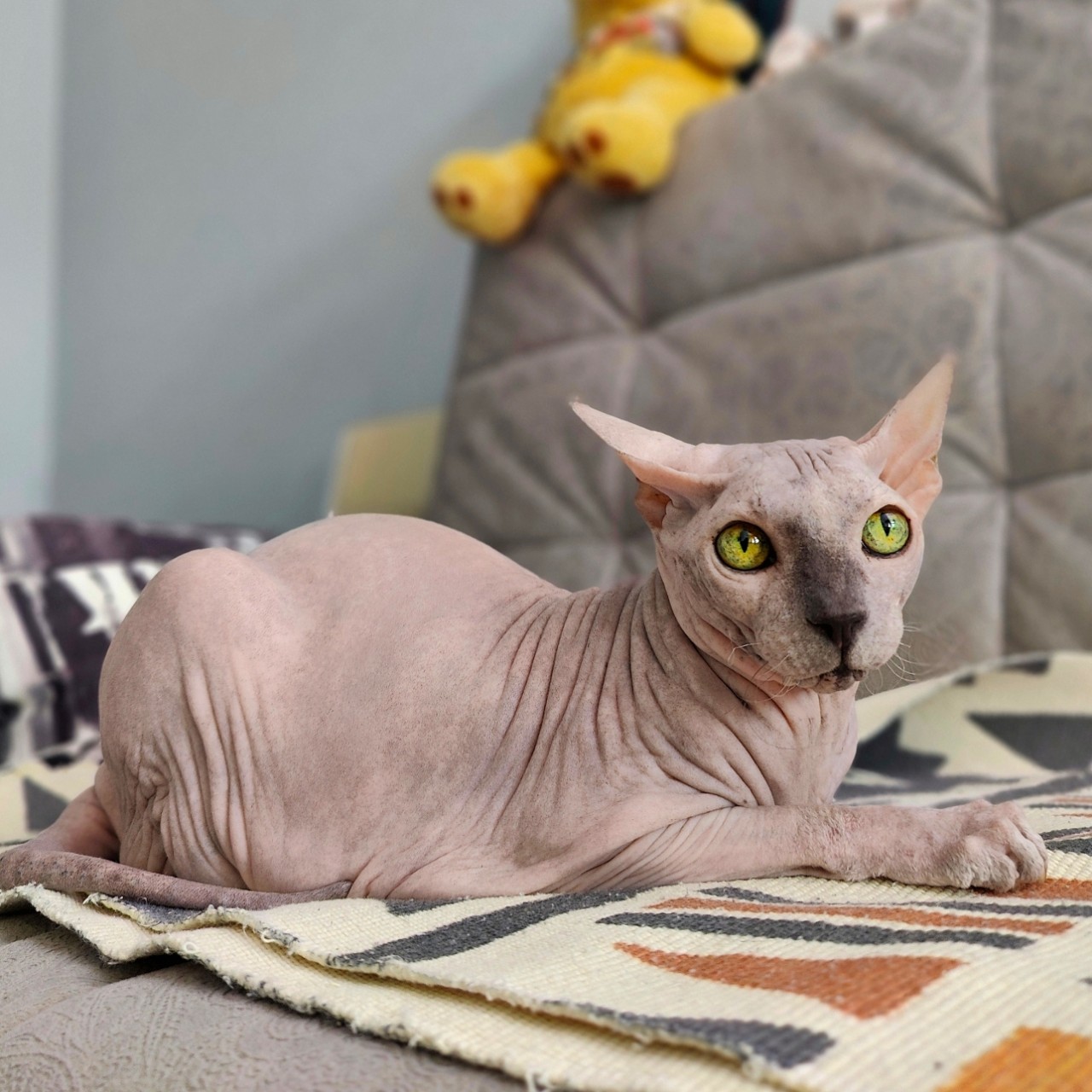 eva_sphynx_cat в LOOKY — фото 2