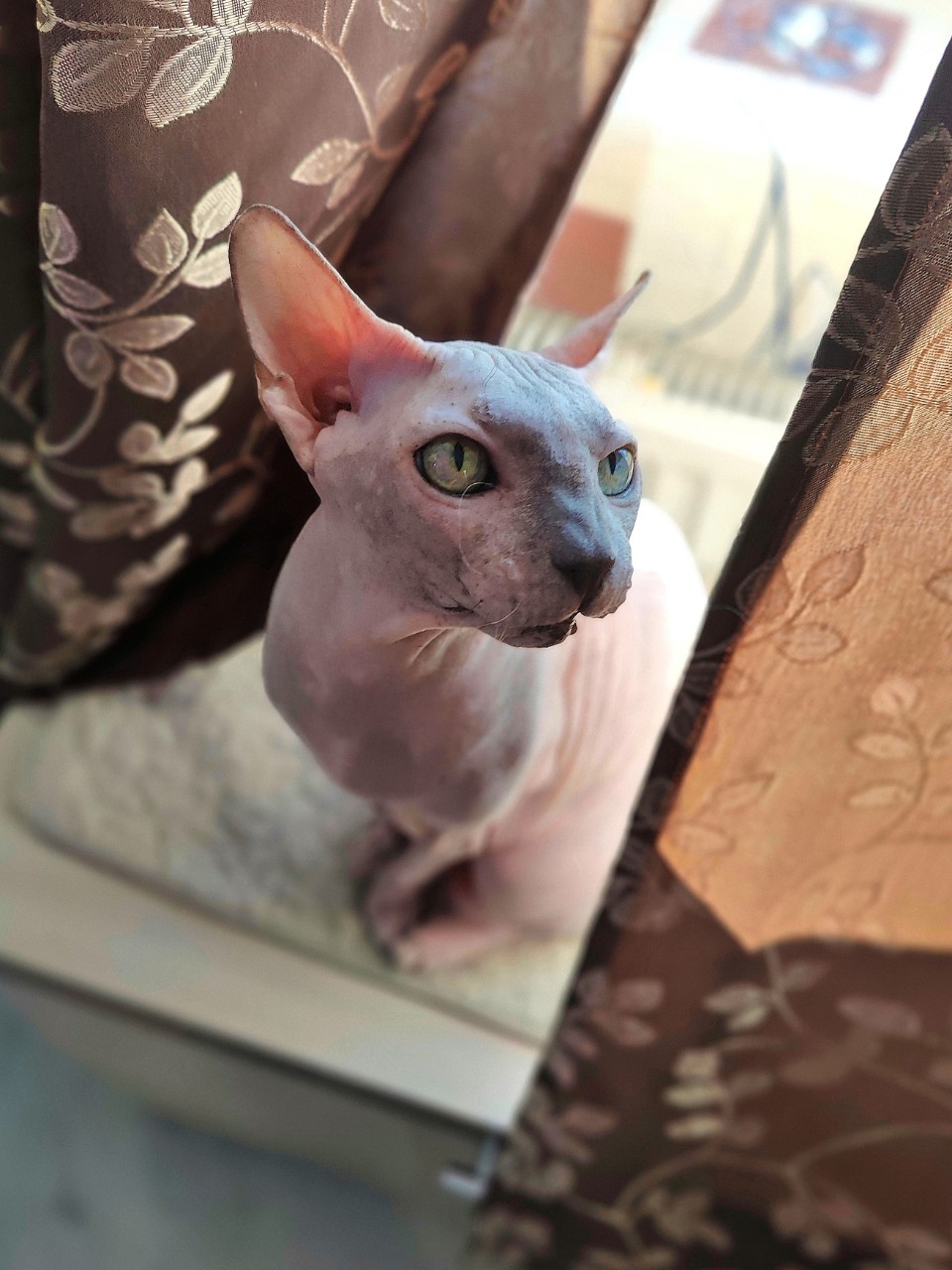 eva_sphynx_cat в LOOKY — фото 3