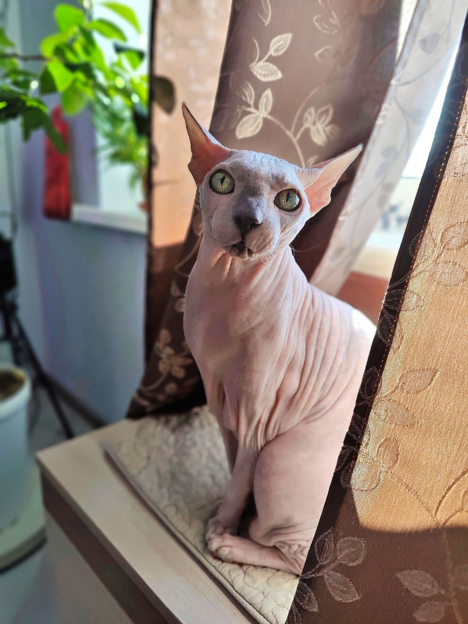 eva_sphynx_cat в LOOKY. #сфинкс,#sphynx,#донскойсфинкс,#кошка,#котики,#котэ,#лысая,#evasphynxcat,#мыизкотограмаlooky,#looky_official,#looky,#looky_official,#LOOKY_контент,#looky_you,#you. Привет, друзья! Всем...