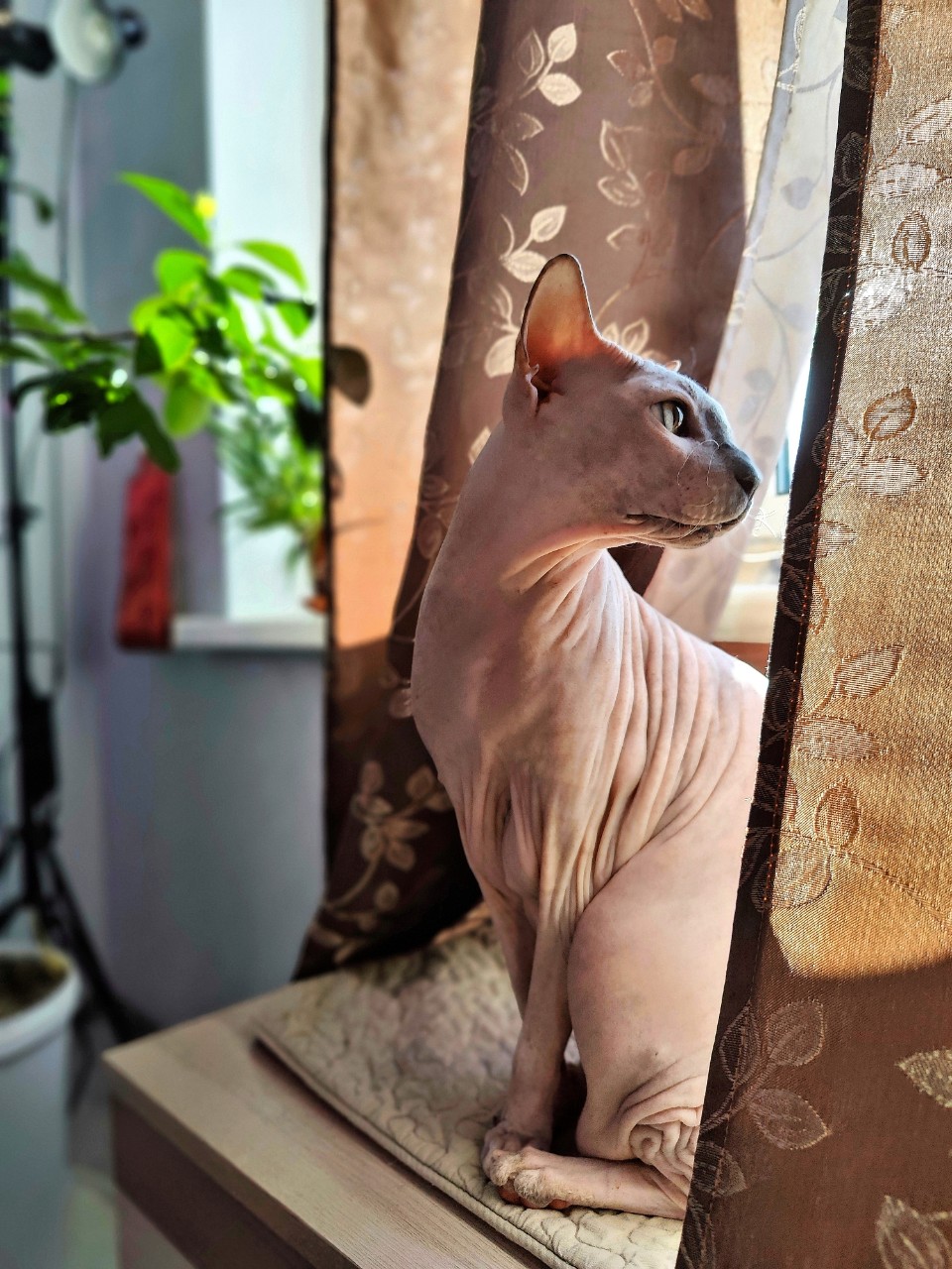 eva_sphynx_cat в LOOKY — фото 2