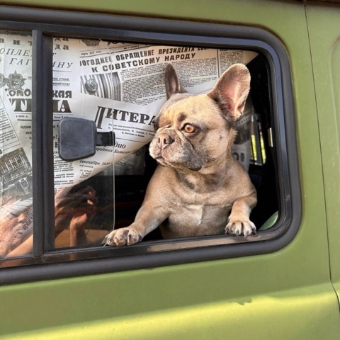 sambrax в LOOKY. #французский,#бульдог,#буханка,#уаз,#uaz. Даша - путешественни...