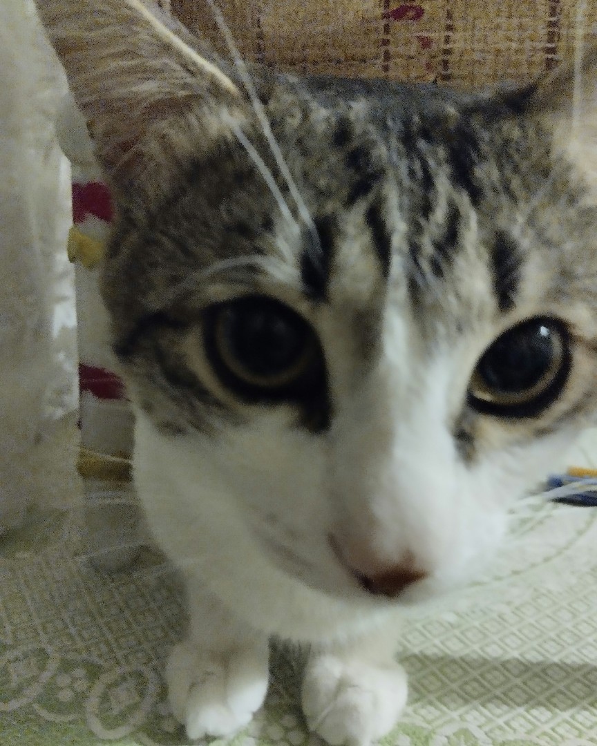 Кот Мурчик in LOOKY. . 