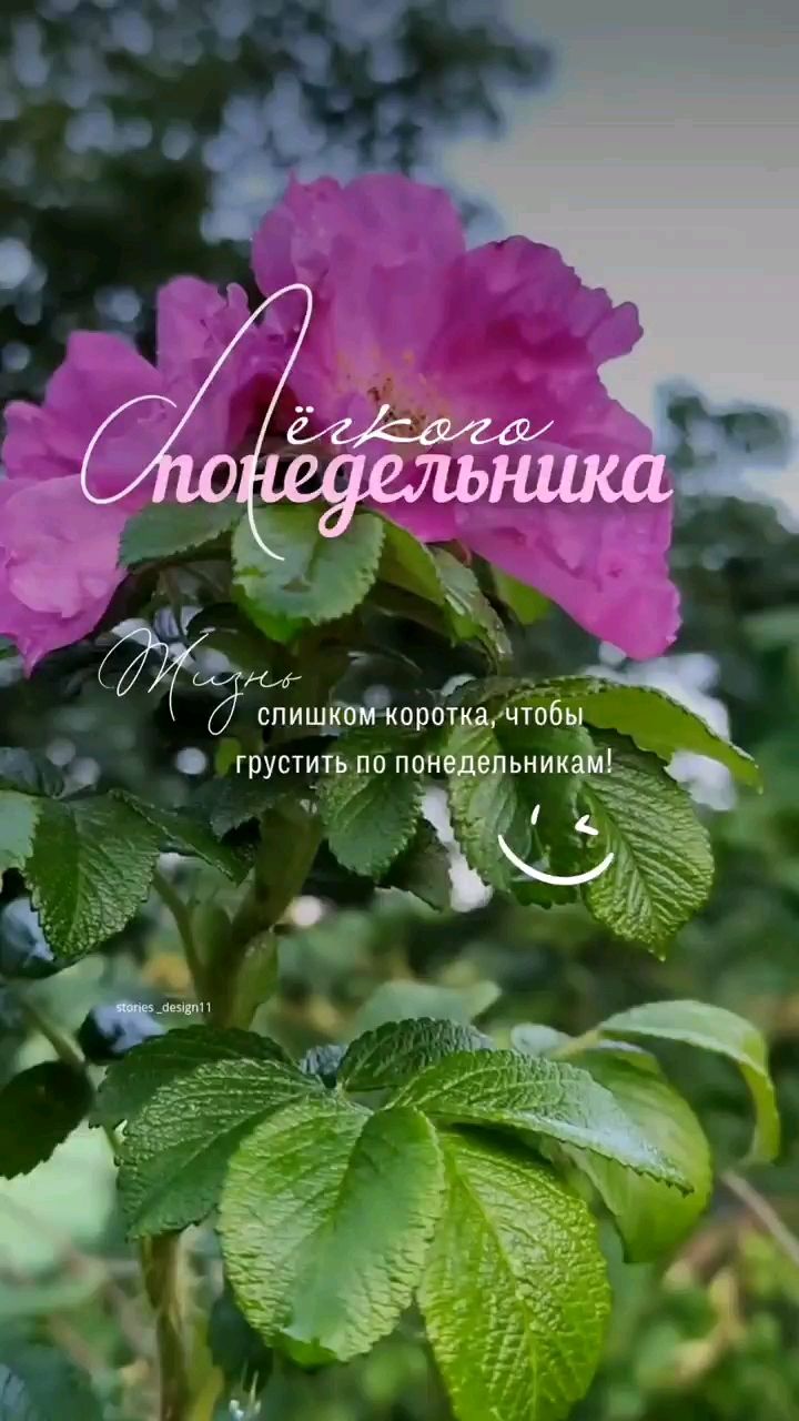 Svet_ya_ в LOOKY — 🕊 НАСТРОЙ НА ДЕНЬ 🕊
"Сегодня выбери мягкость — к себе и к 