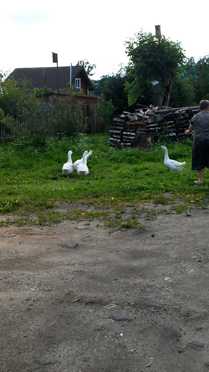 gostinnaknitting в LOOKY. #looky,#деревня,#гуси. Гуси когда шипят нап...