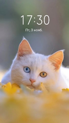 Крякощябрик в LOOKY. . 
