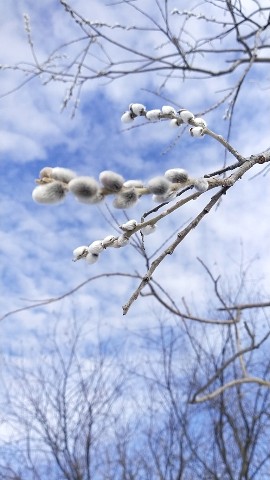 seregaevgrafov в LOOKY. . [#веснапришла](весна...