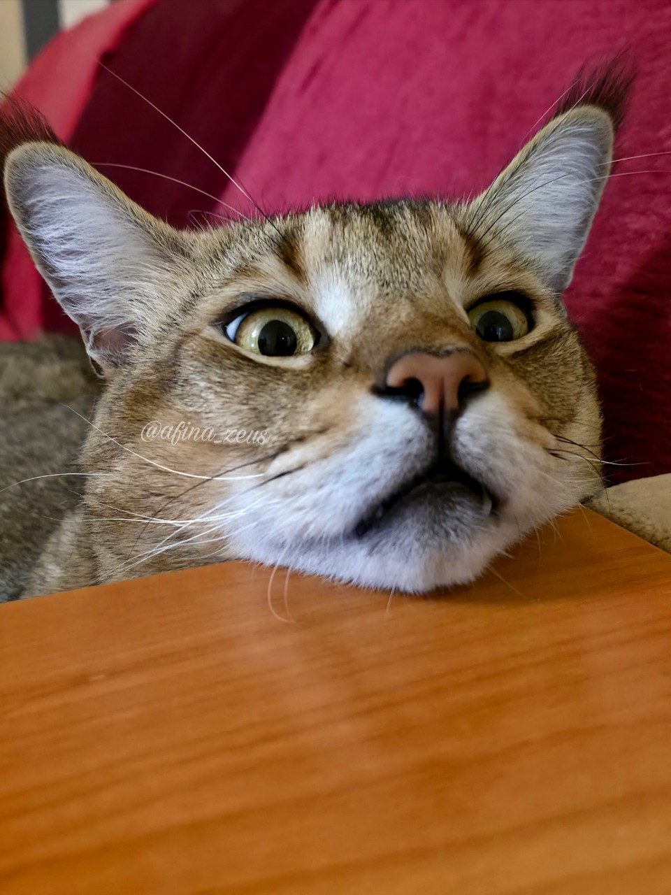 afina_zeus в LOOKY. #кот,#котики,#мыизкотограма,#большиекошки,#редкиекошки,#красивыекошки,#looky,#looky_official,#looky_кошки,#looky_контент,#фотомомент,#моифото,#фотомодель,#фотокота. Приветик!
Признавайт...