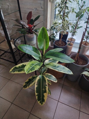 lanaVi в LOOKY. #Ficus. #Ficus elastica cv.D...
