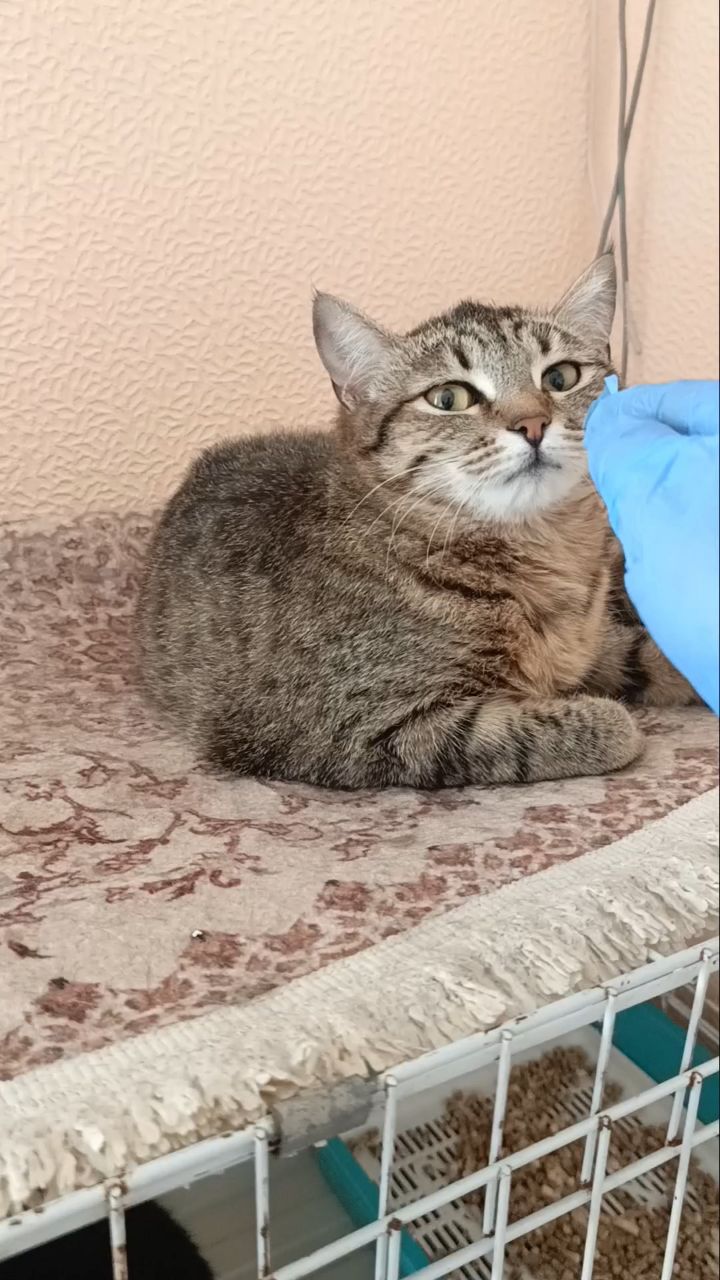 Looky_176810049764999 в LOOKY. #приручение,#правонажизнь,#кошкаищетдом,#кошкитакиекошки,#кошкавдобрыеруки,#нефтеюганск,#кошка_зила,#шкурам. #приручение #правона...