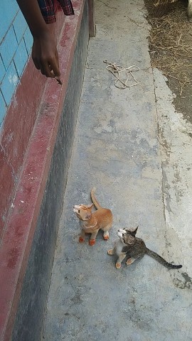 SR RAJ в LOOKY. #cat,#pet. My Cute Pet Kitty Sh...