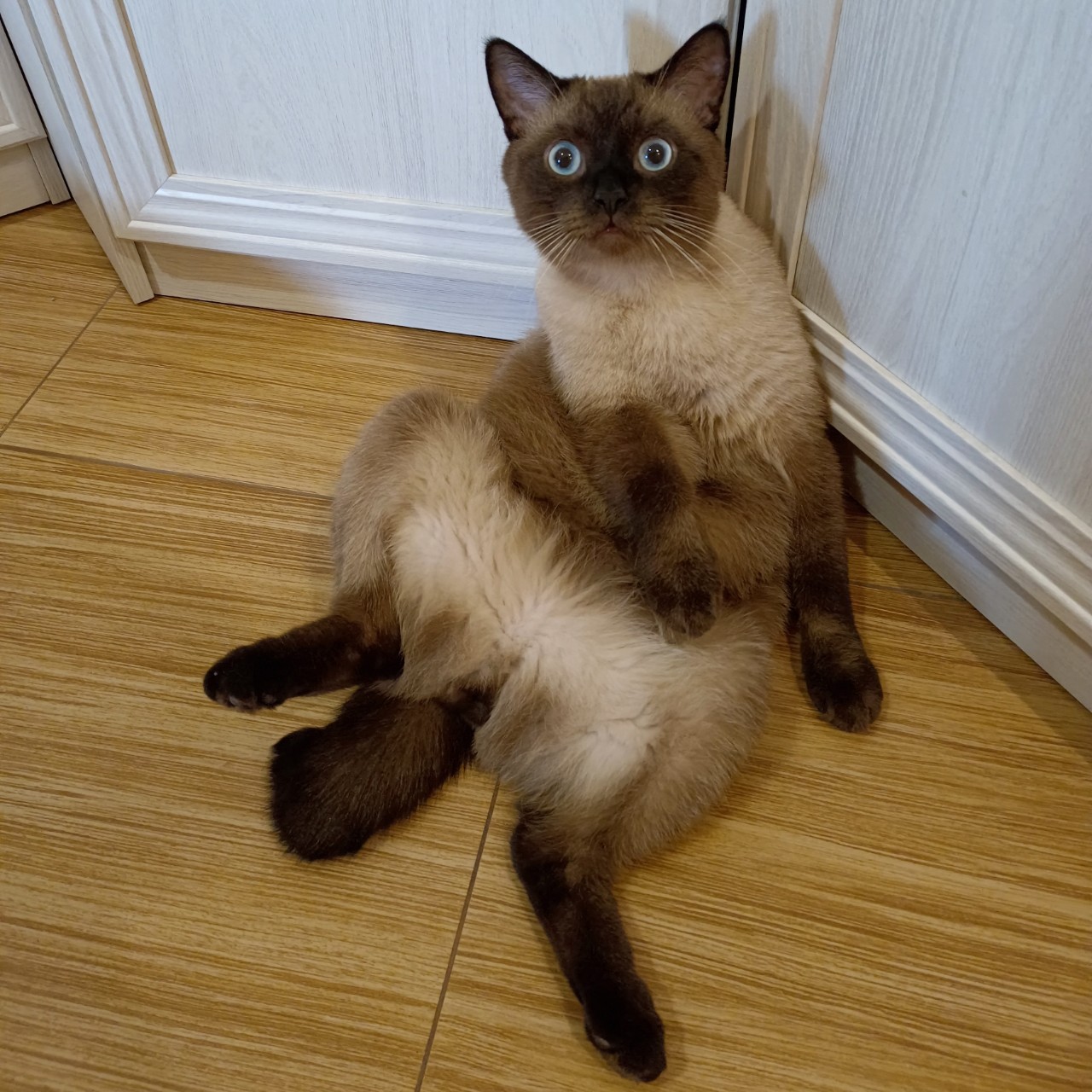 #марсель #кот