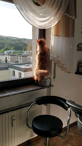 Simba в LOOKY. #симба,#котёнок,#simbaкотенок. Охотник .

#симба #к...