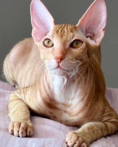 schegolev_gk в LOOKY. #сфинксы,#сфинксы,#cat,#сфинкс,#sphynxcat,#cats,#catsofinstagram,#канадскийсфинкс,#sphynxlove,#catstagram,#кошка,#catsagram,#sphynxkitten,#котейка,#catlovers,#кошки,#love,#котофей,#repost,#sphinxcat,#моякиска,#catselfie,#лайк,#catlover,#юлиныкоты,#зоясфинкс,#лысаякошка,#сфинксомания,#sphynxlife. #сфинксы #сфинксы #c...
