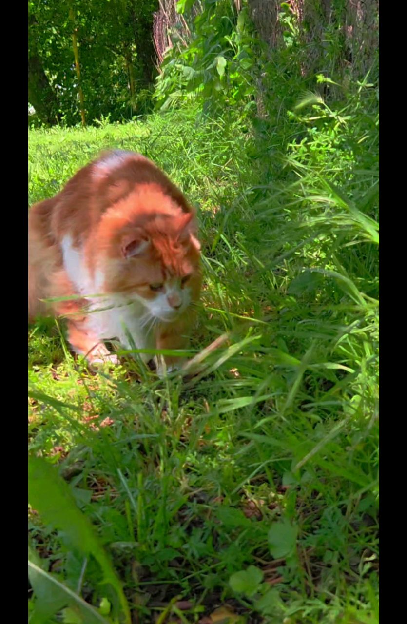 thecatrysia в LOOKY. . Привет вам, мои доро...