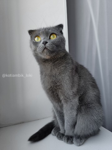 kotiambik_loki в LOOKY. . Участвуем в челлендж...