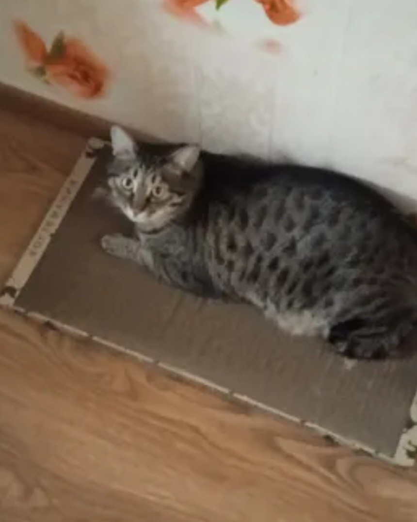 kogtedralka в LOOKY — ✅️"РЕКОМЕНДУЮ! Буду брать только у этого производителя, стол