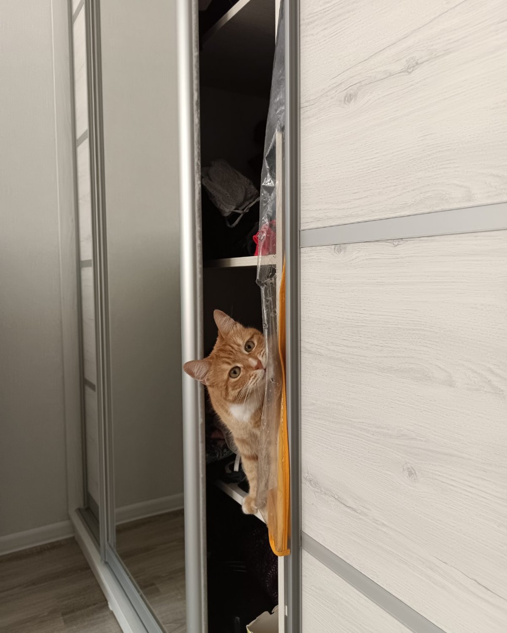 Кот Зяма в LOOKY — Привет, коты! 
Деру в клочья чехол с маминой шубой. Она смот