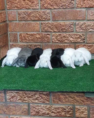 Живущий в России в LOOKY. #кролики,#кролиководство,#животные,#animals,#bunny,#pets. Если долго мучиться,...