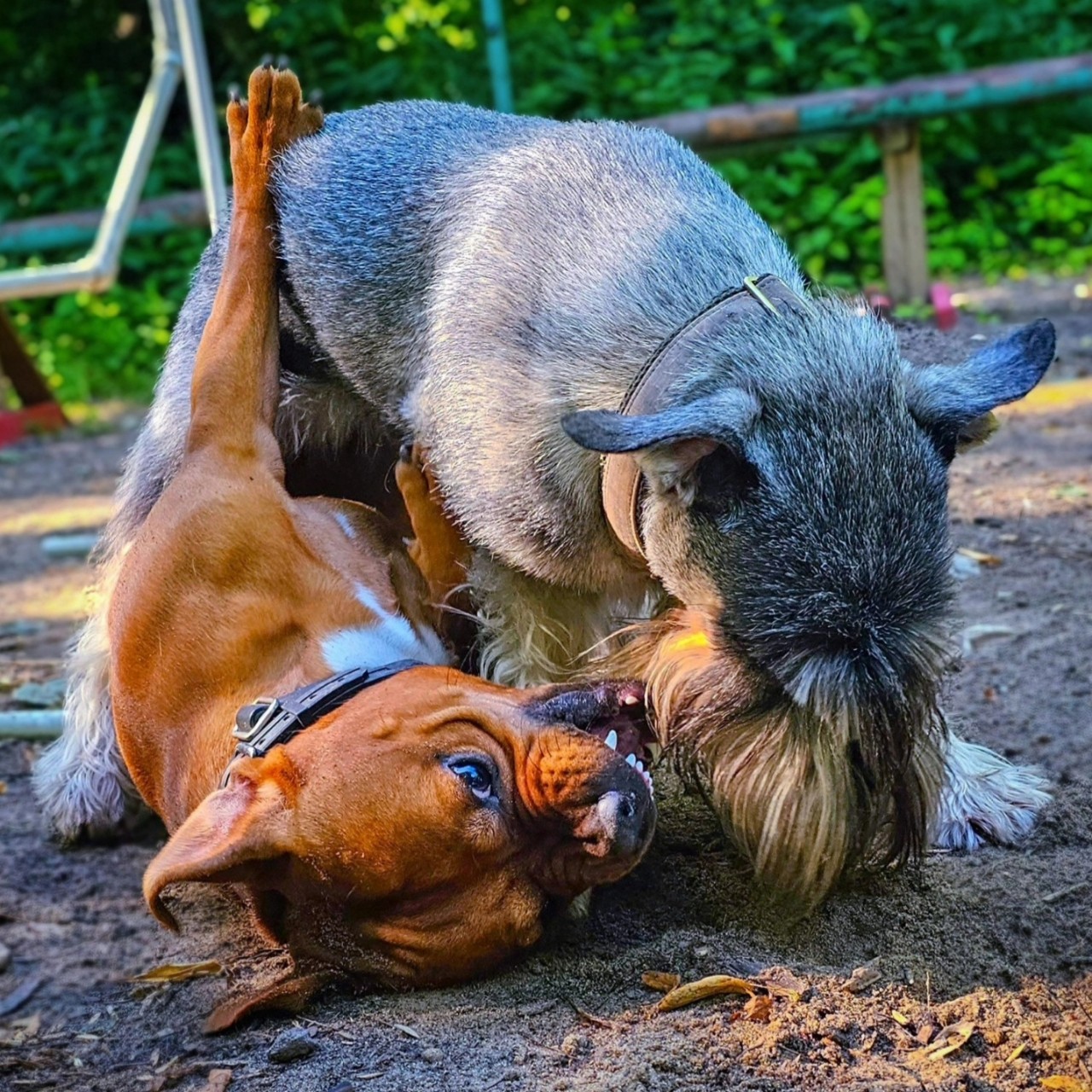 BuchTheStaffy in LOOKY