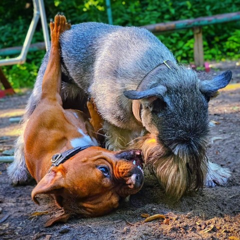 BuchTheStaffy в LOOKY. . 