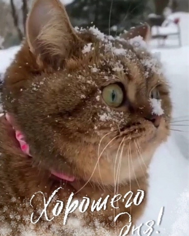 grikot235 в LOOKY. . 
