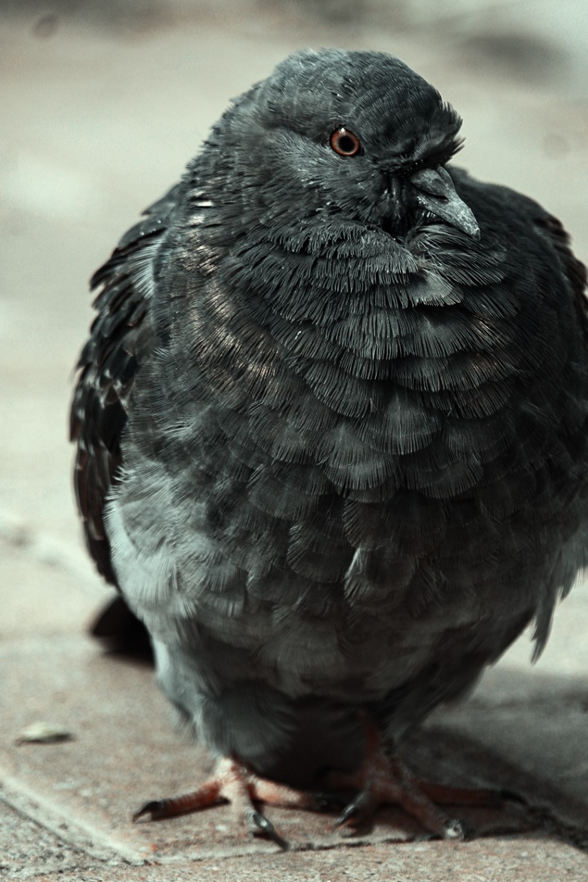 #pigeon #russia [#rostovondon ](rostovondon)