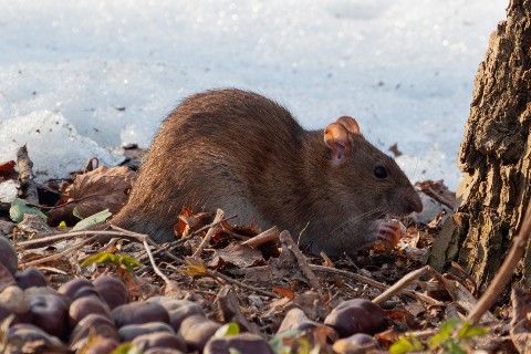 АлександрРомашов в LOOKY. . [#rat ](rat)[#animal...