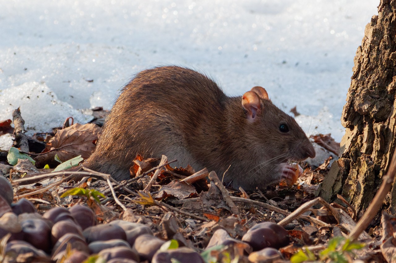 [#rat ](rat)[#animals ](animals)[#nature ](nature)[#animal ](animal)[#животные ](животные)[#крыса ](крыса)