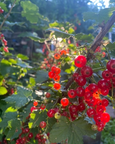 Looky_172405336140552 в LOOKY. . Красная смородина ❤️