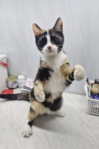 Looky_Lenta в LOOKY. . Ириска