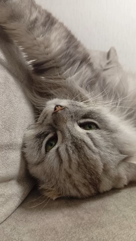 darenka_little в LOOKY. . Лежебока – серый кот...