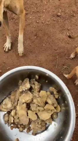 KIWAWU DOGS FOUNDATION в LOOKY. . 🆘🆘🐾 please we hav...