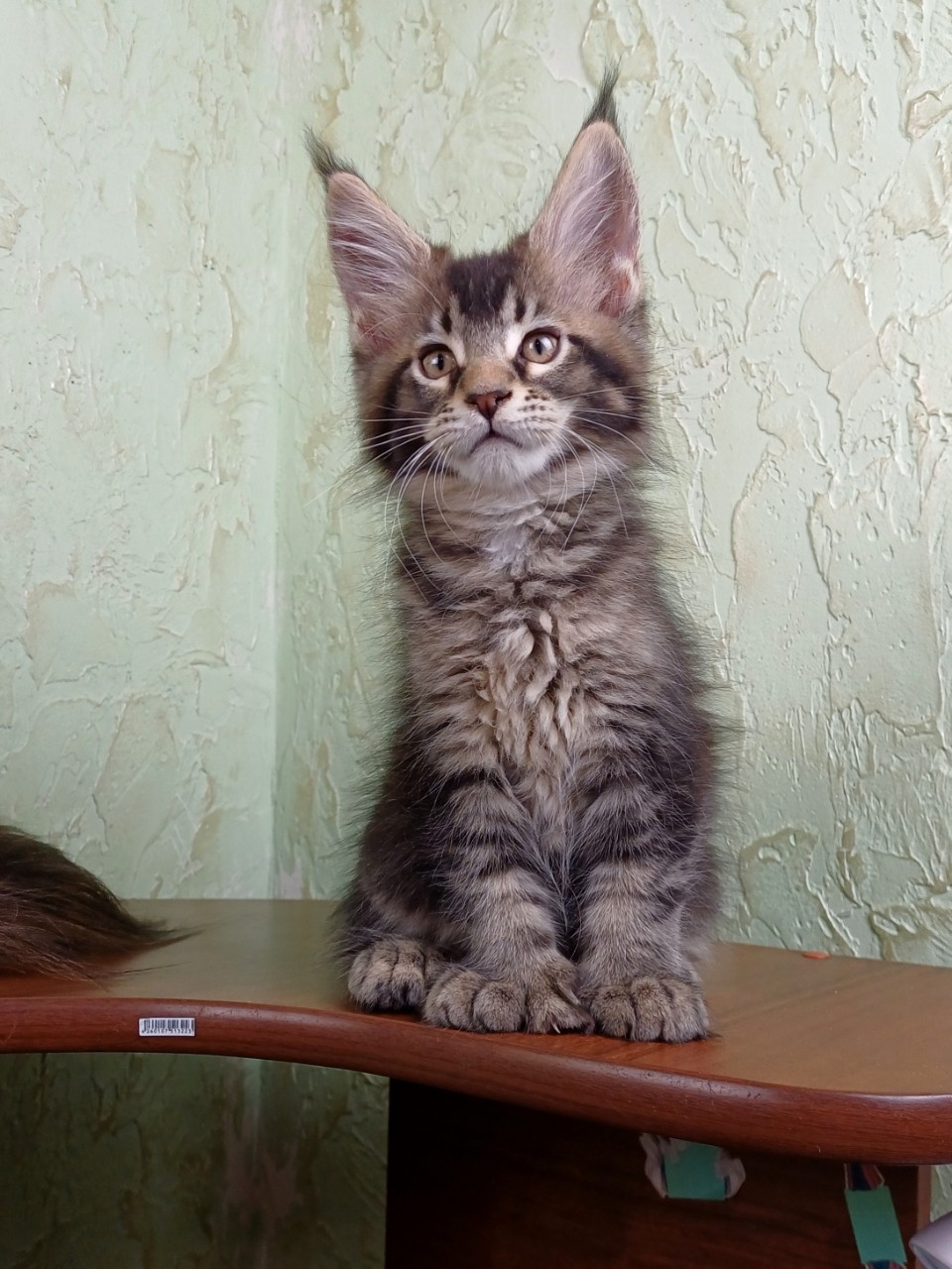 Девочка полидакт
❤️F&N Ellana
Родилась 03.12.2025
Окрас чёрный тикинг 
[#kot72_mainecoon ](kot72_mainecoon)