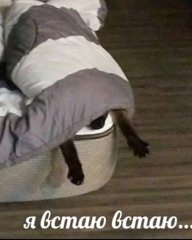 teauoy в LOOKY. . я сплю 😴