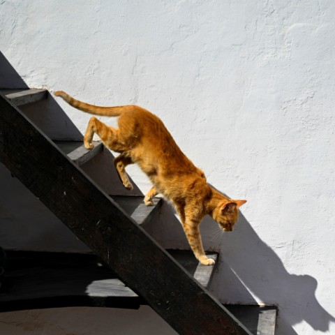 denisgromov_com в LOOKY. . его путь