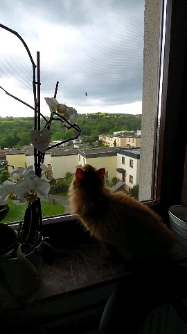 Simba в LOOKY. #meinkun,#котенок,#майнкуны. Охота идёт полным хо...