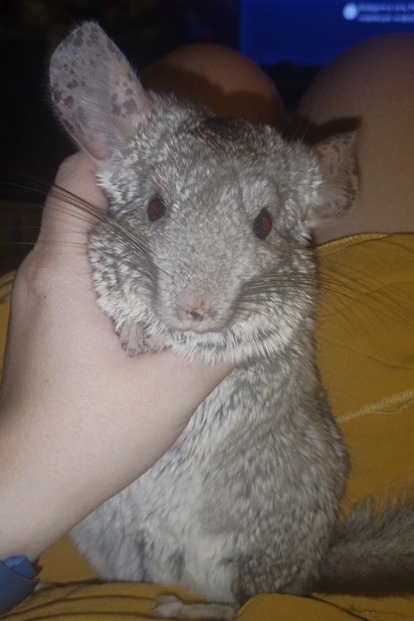 Наш шушан🥰
#шиншилла #животные #дом #природа