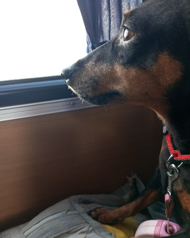 kennel.bss в LOOKY. . Зае 9 лет. 
Как быст...