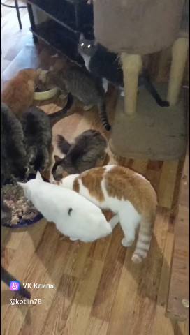 Котлин_Остров_Котов_Кронштадт в LOOKY. #помощьживотным,#приют,#котыдонорыкрови,#котыИкошки,#cat. #помощьживотным #при...