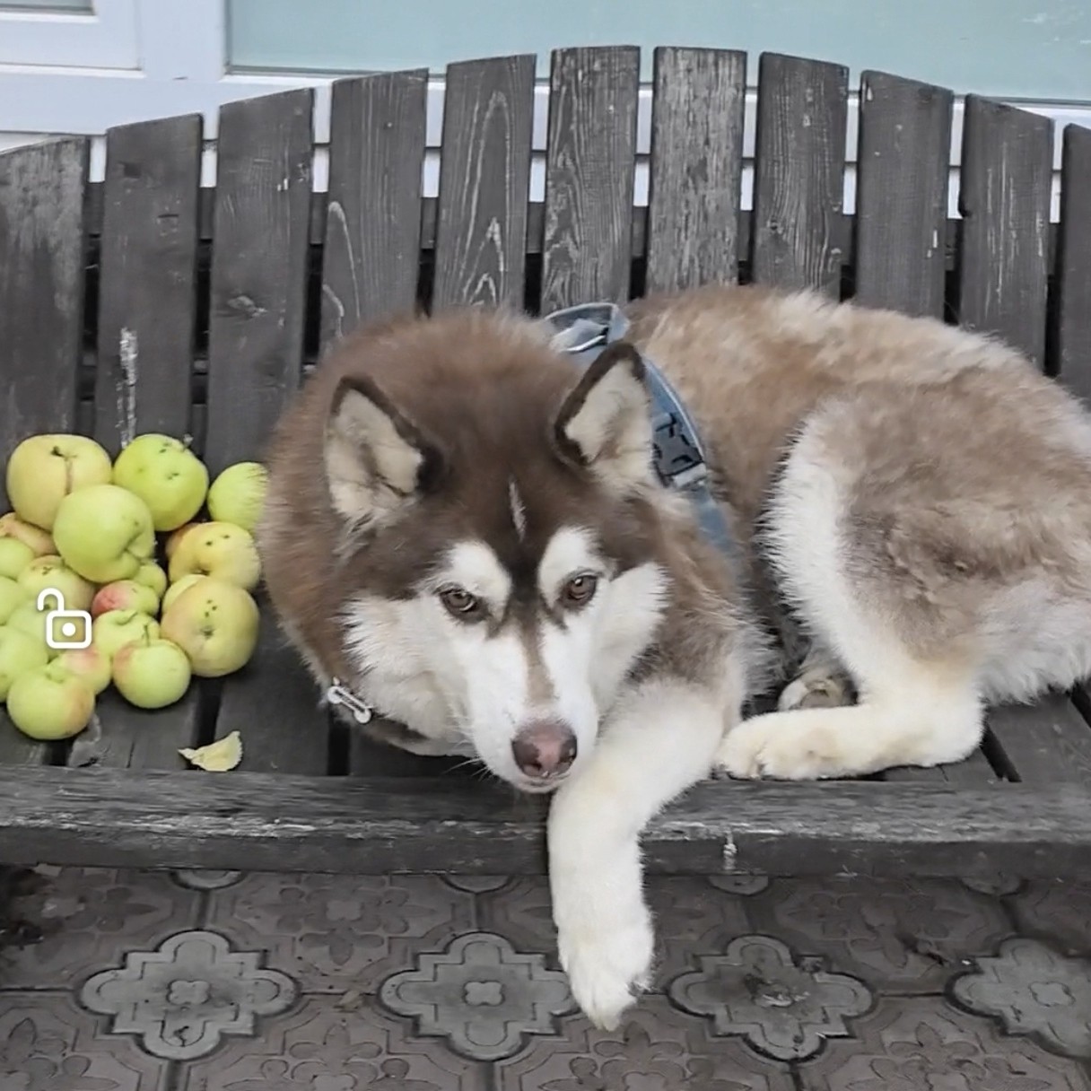Константин Корзов в LOOKY. #хаски,#стая. Бруня охраняет яблок...