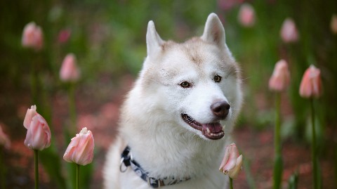 husky_easy в LOOKY. #husky,#siberianhusky,#huskyphotography,#huskygram,#huskylove,#huskylovers,#huskylovingclub,#huskylife,#allthingshusky,#instahusky,#huskyofinstagram,#huskypics,#huskiesreq,#huskiesofinstagram,#huskyrussia,#dogsofinstagram,#igcutest_animals,#ilovehusky,#justhuskies,#bestwoof,#dog_features,#dogs_of_world,#dogphotography,#excellent_dogs,#хаски,#хаскифото,#хаскивмоскве. #husky #siberianhusk...